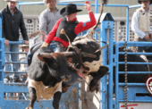Matt O'Flynn on Diesel Dave during the Billy Barker Days Rodeo.  Additional events that benefit from the upgrades include the Fall Fair and Logger Sports, which are able to offer a greater number of activities during their events.  The enhancements have increased participation in local events, which has increased the revenues of the local groups hosting these events.