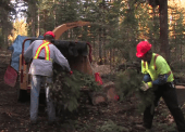 Overall these projects included the falling of hazard trees, building and installation of log benches, forest fuel management work, invasive plant removal, tree chipping, trail surfacing works, and forest regeneration creating a total of eighteen jobs. 