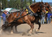 In 2011, the heavy horse pull was one of many attractions at the fair. Eleven heavy horse pull teams from across the North travelled to the fair to enter the competition.(photo by Linda Peebles, courtesy of the Village of Burns Lake)
