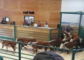 The new facility has been highly successful in pulling in large numbers of cattle that were previously transported to Clyde, Grand Prairie and Edmonton in Alberta. In 2010, the number of cattle sold nationally at auction was lower than 2009, however, the numbers were up in Dawson Creek by 2000 head in September alone.