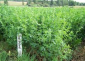 Alfalfa trials at Art Wiens in Fort Fraser BC during a previous northern BC based BC Forage Council project. Seeded in 2004. In 2008, first cut was July 18 and second cut was September 27. This photo shows the re-growth after the first cut. Alfalfa produced a second cutting, but none of the grasses did. Photo taken August 2008. Alfalfa trials at Art Wiens in Fort Fraser BC during a previous northern BC based BC Forage Council project. Seeded in 2004. In 2008, first cut was July 18 and second cut was September 27. This photo shows the re-growth after the first cut. Alfalfa produced a second cutting, but none of the grasses did. Photo taken August 2008.