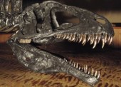 Tumbler Ridge Museum Foundation's recently expanded Dinosaur Discovery Gallery contains several new and enhanced palaeontology exhibits including a full-scale re-creation of a 100 million-year-old dinosaur track environment. An interactive theatre provides several presentation options for visitors to view and learn about the pre-history of the Peace Region of British Columbia.