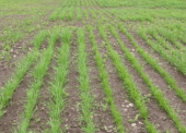 Cariboo-Chilcotin Forage Variety Trials will help local farmers understand which forage grows best in their region. Cariboo-Chilcotin Forage Variety Trials will help local farmers understand which forage grows best in their region.
