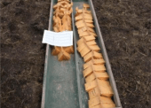 A variety of seeds were used in the Cariboo-Chilcotin Forage Variety Trials. A variety of seeds were used in the Cariboo-Chilcotin Forage Variety Trials.