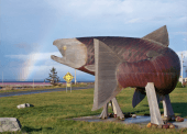 Sandspit's world famous cedar and copper salmon.
