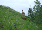 The forestry regeneration work will allow a healthier habitat for many animals while providing increased viewing possibilities for trail users.