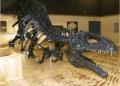 One of Many Dinosaur Replicas On Display At The Dinosaur Discovery Gallery In Tumbler Ridge One of Many Dinosaur Replicas On Display At The Dinosaur Discovery Gallery In Tumbler Ridge