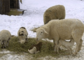 Farmers use sheep and llama's to create fibre for a variety of purposes.
