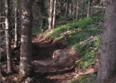 Rock option on one of the newly developed trails.