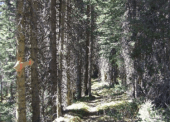 The trail winds through dense forest. The trail winds through dense forest.