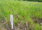 Perennial forage trials at Art Wiens in Fort Fraser BC during a previous northern BC based BC Forage Council project. Tall Fescue seeded in 2004. Photo shows regrowth after first cut. Photo taken August 2008. Perennial forage trials at Art Wiens in Fort Fraser BC during a previous northern BC based BC Forage Council project. Tall Fescue seeded in 2004. Photo shows regrowth after first cut. Photo taken August 2008.